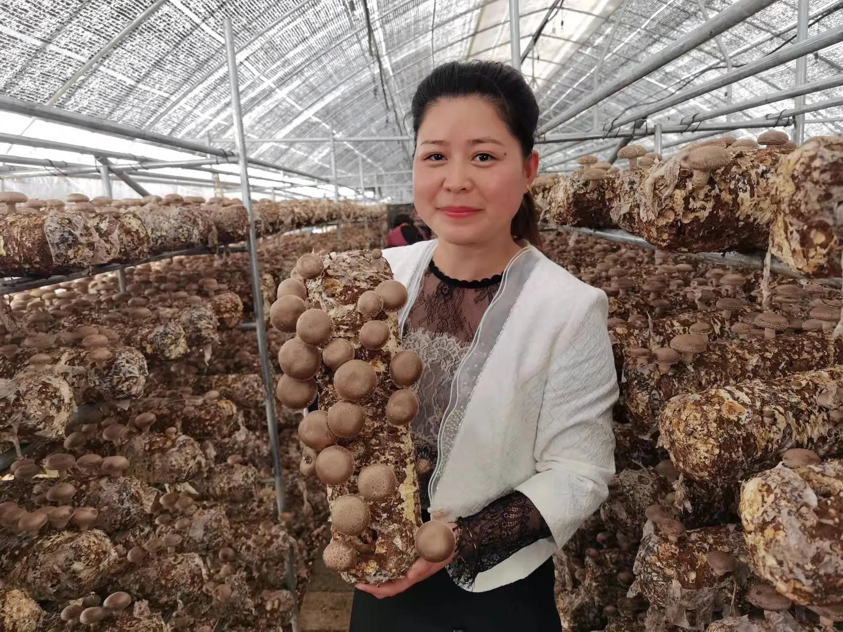 香菇生產(chǎn)大縣，盧氏林海興華：科技撐起香菇天地